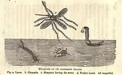 Drawing of the various stages of the life cycle of a mosquito.
