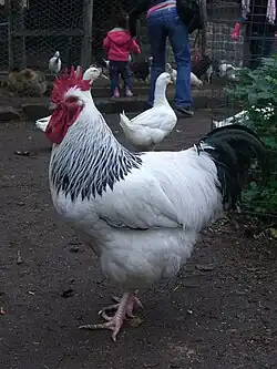 Light cock