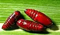 Pupa