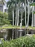 Lily pond