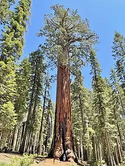 Lincoln Tree (distance)