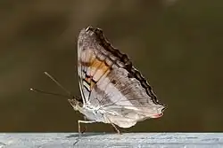 D. linda