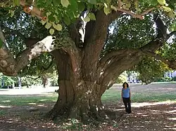 Linden Tree