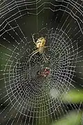 Mangora gibberosa