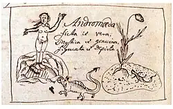 Linnaeus' original drawing