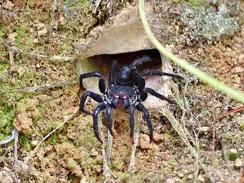 Liphistius malayanus, a member of the Liphistiidae