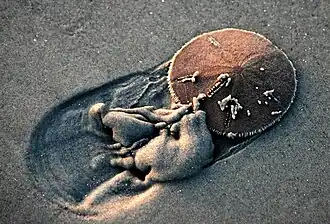 A sand dollar, an irregular sea urchin (Irregularia)