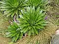 Vegetative stage with water held in whorls