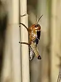 Fourth instar nymph (gregarious)