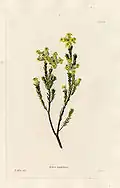 614 Erica moschata