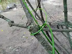 Young tendril