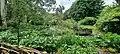 Pond with South American plants