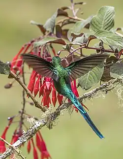A. k. emmae, Colombia
