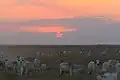 Cattle in Hato El Cedral, Apure State