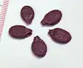 Luffa acutangula seeds. Each division of the ruler is 1&nbsp;mm. Seeds of Luffa aegyptiaca look similar.