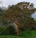 View of the whole tree