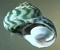 apertural view