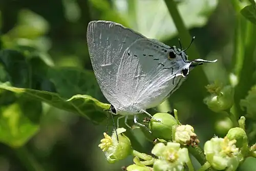 Ventral view