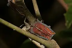 Wing buds form