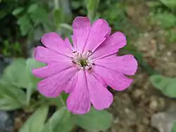 Flower close-up