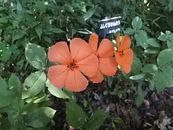 Silene