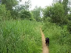 Lye Valley