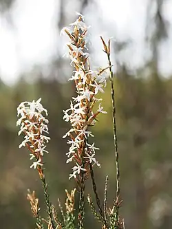 Lysinema ciliatum (Epacrideae)