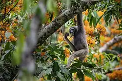 Black gibbon