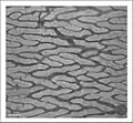 MicroCT-based volume projection of the jejunal mucosa of a chicken. Virtual horizontal cut through villi. Scalebar = 0.2 mm.