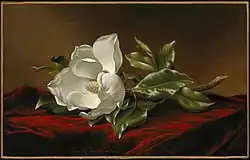 Magnolia Grandiflora, c. 1885–1895, Boston Museum of Fine Arts