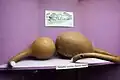Mabadza for Mganda dance