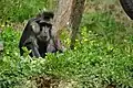 Tonkean Macaque