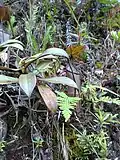 N. macfarlanei × N.&nbsp;ramispina