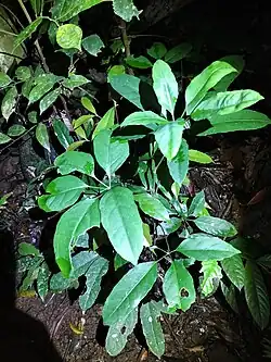 Habit