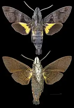 Macroglossum reithi