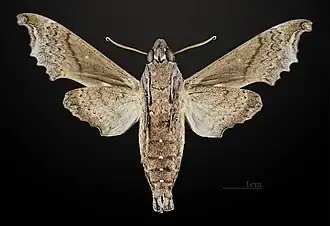Male ventral MHNT