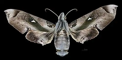 Female dorsal