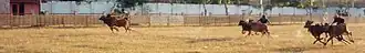The Madurese Bull Racing Festival