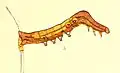 Caterpillar