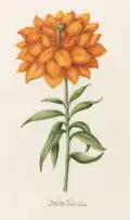 Gefülte Feüer Lilia (Fire Lily), p.&nbsp;198