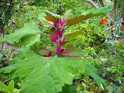 C. giganteum