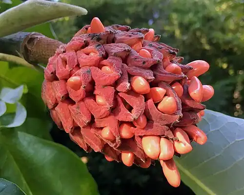 Mature fruit