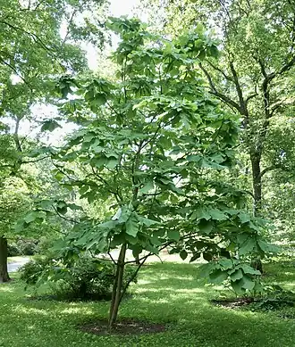 Magnolia macrophylla 1989 accession (#960-89*A), Arnold Arboretum of Harvard University