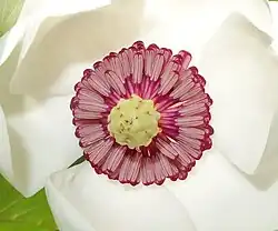 Flower detail