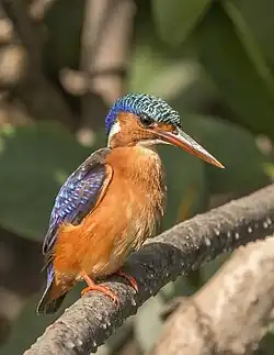 C. c. galerita Gambia