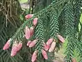 Male cones of var 'aurea'