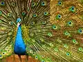 Male Indian peafowl