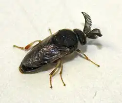 Male imago