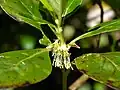 Male flowers