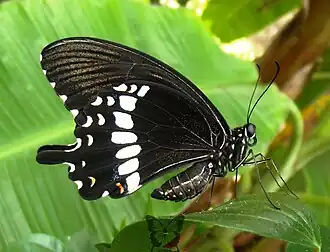 Male, underside